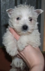 West higland, excelentes cachorros - mejor precio | unprecio.es