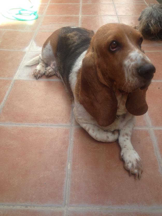 Regalo Basset Hound. Adpción Urgente!!!!