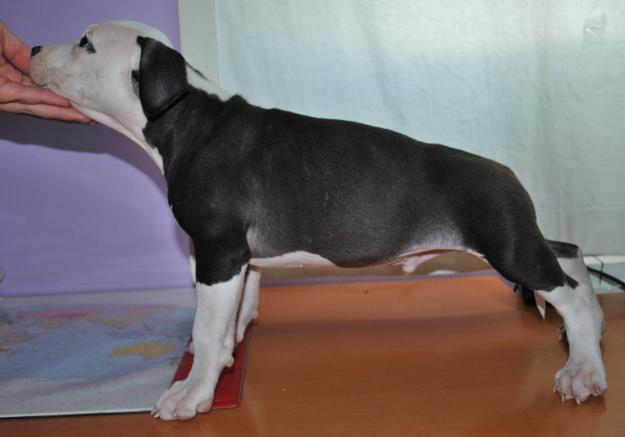 American Staffordshire Terrier / American Stanford PEDIGREE