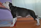 American Staffordshire Terrier / American Stanford PEDIGREE - mejor precio | unprecio.es