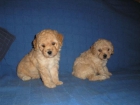 Cachorros - Caniche - mejor precio | unprecio.es