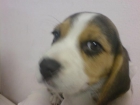 Perros Miniaturas , Toy , Pequeños en venta cachorros - mejor precio | unprecio.es