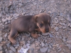 Regalo perrito - mejor precio | unprecio.es
