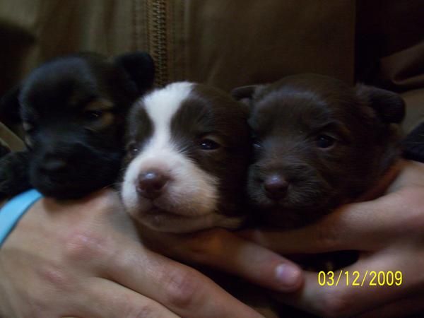 se venden cruce de cocker