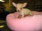 T-taza de Chihuahua cachorro de pelo largo - mejor precio | unprecio.es
