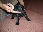 Ultima hembra de la camada de bulldog frances en León - mejor precio | unprecio.es