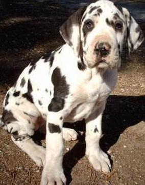 Bellisimos cachorros de dogo de burdeos y dogo aleman