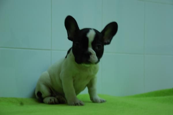 BULLDOG FRANCES BLANCO Y NEGRO