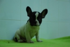BULLDOG FRANCES BLANCO Y NEGRO - mejor precio | unprecio.es