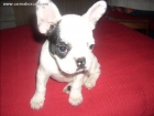 Cachorros de Bulldog Frances y otras razas - mejor precio | unprecio.es