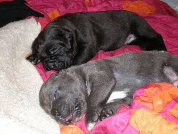 Cachorros de Cane Corso