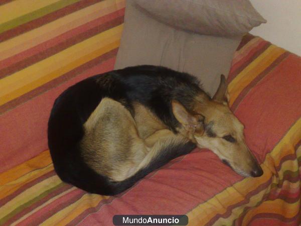 PASTOR ALEMAN HEMBRA DE CINCO AÑOS EN ADOPCION