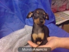 Pinscher Miniatura. doberman en miniatura, perros, cachorros, criadero, venta. - mejor precio | unprecio.es