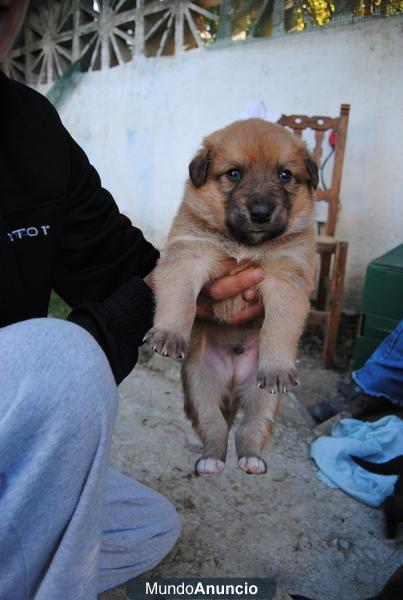 regalo cachorros de un mes mama pasto aleman albino