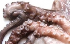 VENTA DE PULPO CONGELADO POR TONELADAS DESDE 4€ KG - mejor precio | unprecio.es