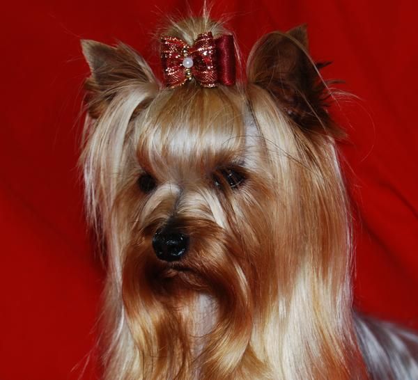Yorkshire Terrier