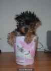 YORKSHIRE TERRIER TOY A 400E - mejor precio | unprecio.es