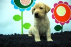 cachorros de labrador en color canela, macho y hembra para empezar a entregarse, PEDEGREE Y CHIP INCORPORADO - mejor precio | unprecio.es