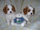 CACHORROS DISPONIBLES CARVALIER KING - mejor precio | unprecio.es