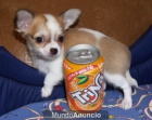 Chihuauha, el excelente cachorro que deseabas - mejor precio | unprecio.es
