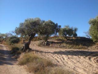 Finca/Casa Rural en venta en Corbera d'Ebre, Tarragona (Costa Dorada)