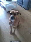Regalo perro de verdad - mejor precio | unprecio.es
