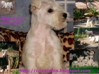 Schnauzer miniatura Blancos. - mejor precio | unprecio.es