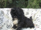 SHIH TZU NEGRA,  PRECIOSA CACHORRITA  240€ - mejor precio | unprecio.es