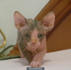 sphynx,gato egipcio,esfinge,gatos sin pelo - mejor precio | unprecio.es