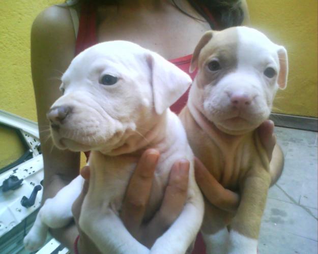 ULTIMAS 3 CACHORRAS DE PITBULL AMERICANO