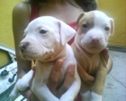 ULTIMAS 3 CACHORRAS DE PITBULL AMERICANO - mejor precio | unprecio.es