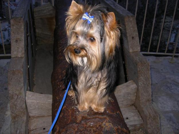 YORKSHIRE BUSCA NOVIA