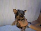 Yorkshire Terrier Cachorritos Machos y Hembras con 2 meses - mejor precio | unprecio.es