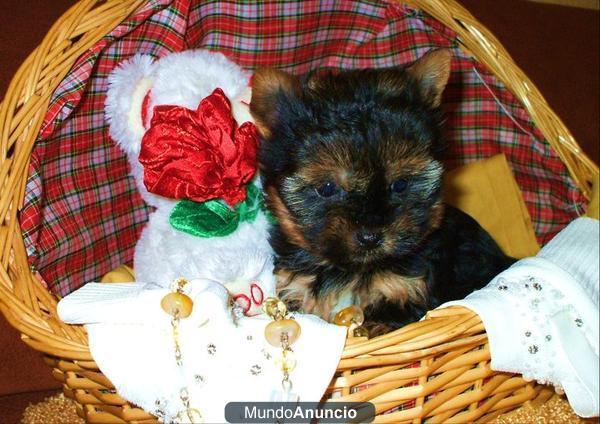 yorkshire terrier CAMADITA TOY DE CALIDAD