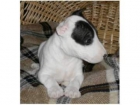 Cachorros bull terrier (padre ingles) en Madrid - mejor precio | unprecio.es