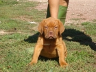 CACHORROS DE DOGO DE BURDEOS 650 - mejor precio | unprecio.es