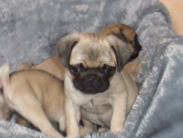 CARLINO A PROP DE TARRAGONA 430€