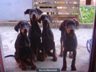 CRIADORES. CACHORROS DE DOBERMANN - mejor precio | unprecio.es