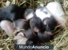 hamster panda lutino y panda puro - mejor precio | unprecio.es