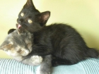 Olivia, preciosa pantereta negra de 2'5 mesitos de vida - mejor precio | unprecio.es