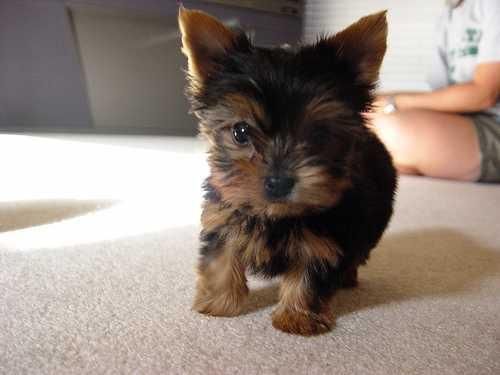 Para cualquier amante de mascotas - Cachorros Yorkie para buenos hogares.