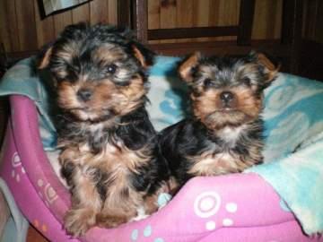 Precioso cachorros de yorkshire