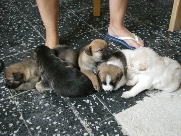 REGALO CACHORROS