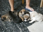 REGALO CACHORROS - mejor precio | unprecio.es