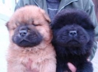 Regalo pareja de chow chow 2 meses - mejor precio | unprecio.es