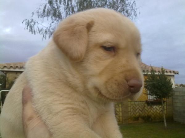 reserva cachorros de calidad en LABRADOR CON PEDIGREE DE LOE 360 EUROS
