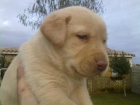 reserva cachorros de calidad en LABRADOR CON PEDIGREE DE LOE 360 EUROS - mejor precio | unprecio.es