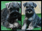 Schnauzer Mini Sal y Pimienta - mejor precio | unprecio.es