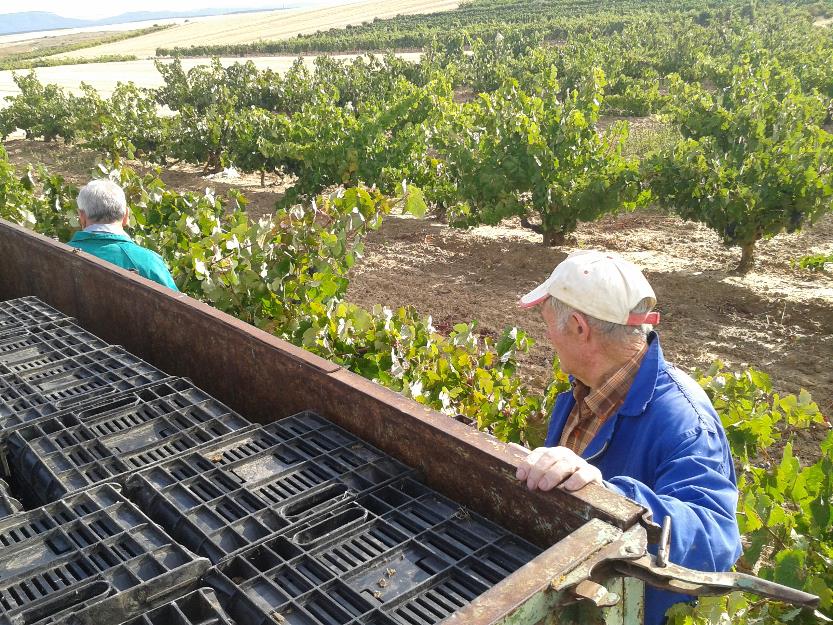 Se vende uva tempranillo negra  sin brotitis garantizado (13.78 grado) o mosto