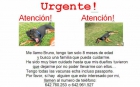 URGENTE REGALO CACHORRO - mejor precio | unprecio.es